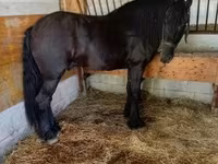 Hengst, Friesian — Foto 3