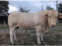 Vache, Charolais cattle — photo 1