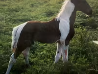 حصان, Tennessee Walking Horse — الصورة 4