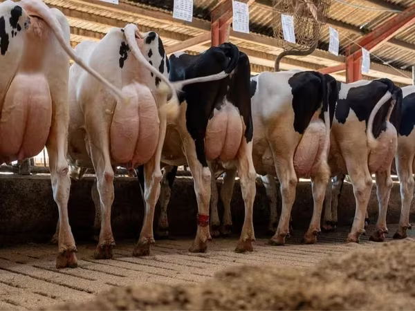 Vache, Race Holstein
