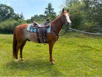 Hengst, Quarter Horse — Foto 6