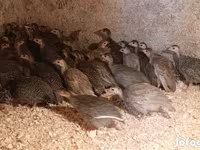 Guinea fowl — zdjęcie 1