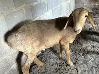 भेड़, Katum sheep — फ़ोटो 1
