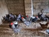 Chickens — photo 4