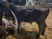 Krowa, Aberdeńsko-anguska — zdjęcie 4