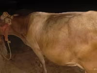 Vache, Ukrainian Brown Dairy Cattle — photo 3