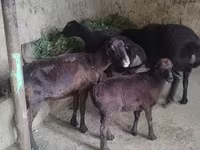 نعجة, الأغنام — الصورة 4