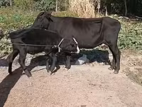 गाय, मवेशी — फ़ोटो 4
