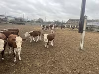 Vaca, Vaca kazaja de cabeza blanca — foto 3