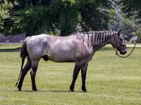 Caballo, Quarter Horse — foto 2
