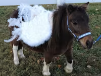 母马, Miniature horse — 照片 6