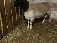 母羊, Dorper sheep — 照片 1