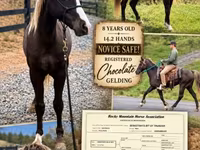 Cheval, Rocky Mountain Horse — photo 1