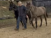 Cheval, Black Sea breed — photo 8