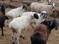 Qoç, Arashan sheep — foto 2