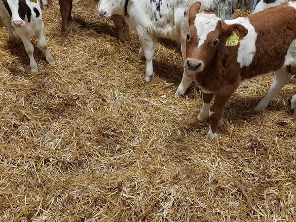 Taureau, Vache limousine