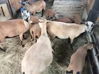 母羊, Cameroon sheep — 照片 1