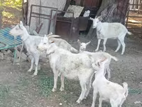 Chèvre, Dutch Landrace goats — photo 2