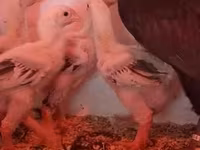Chickens — Foto 4