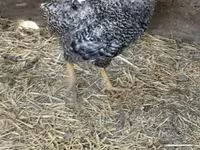 Chickens — foto 2