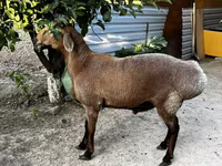 Beran, Ovce — foto 4