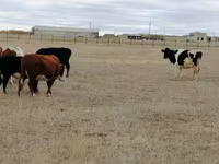 Cow, Swiss cattle — photo 3