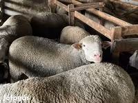 Widder, Ile-de-France sheep — Foto 4