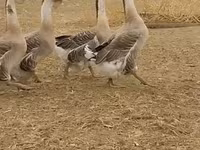 अफ्रीकन — फ़ोटो 6
