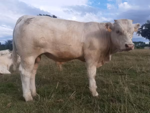 Taureau, Charolais cattle — France