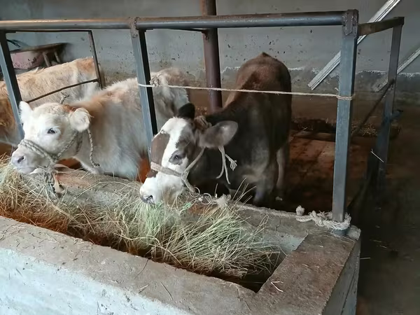 公牛, Cattle