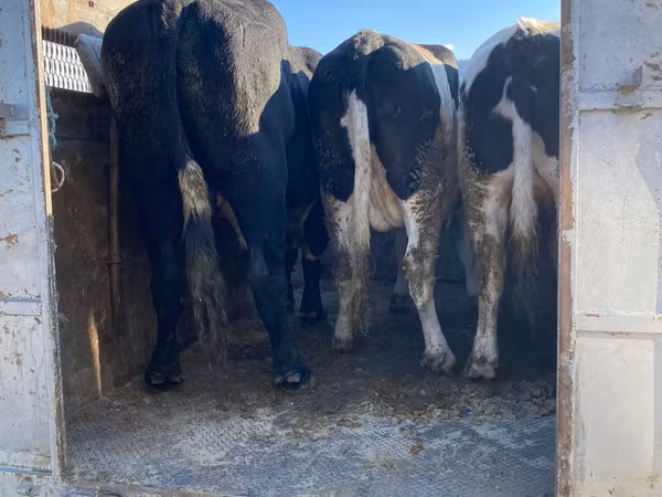 Byk, Russian Black pied cattle