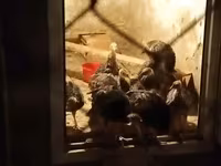 ब्रॉन्ज़ — फ़ोटो 2