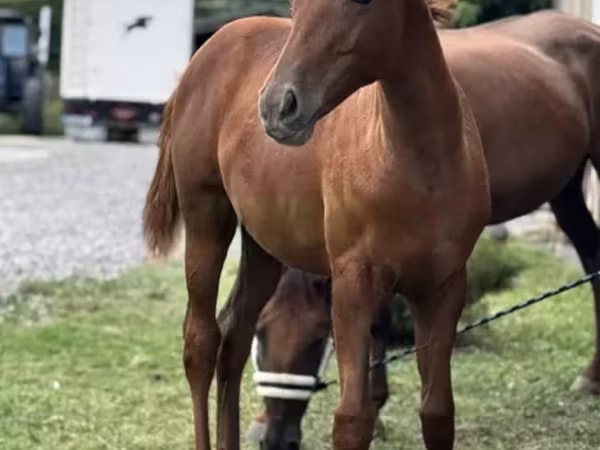 Klisna, Anglo-Arabian