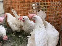 Leghorn — zdjęcie 3