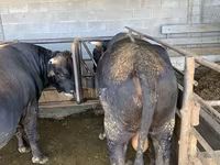 Býk, Swiss cattle — foto 6