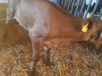 सांड, Simmental cattle — फ़ोटो 8