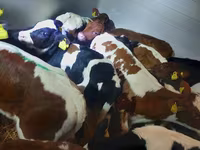 Taureau, Simmental cattle — photo 2