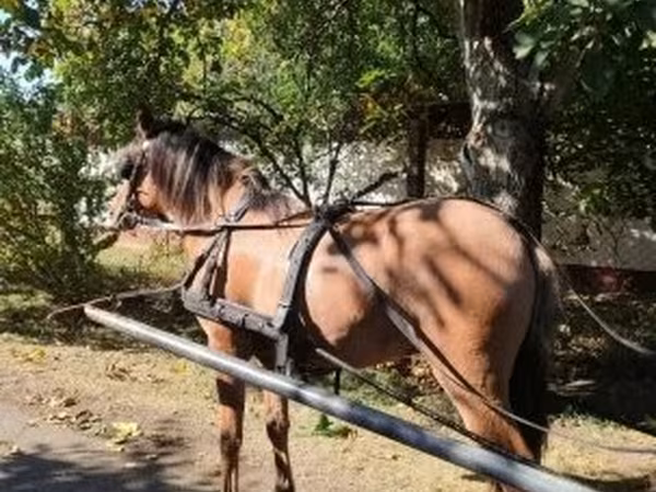 Horse (M), Fjогd