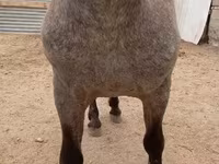 Cheval, Appaloosa — photo 4