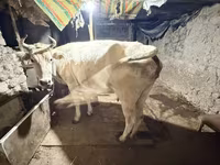 Vache, Ukrainian Brown Dairy Cattle — photo 2
