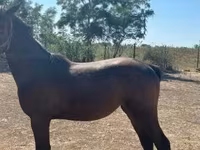 घोड़ी, Nonius horse — फ़ोटो 4
