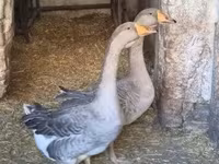 Geese — foto 4