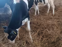 Vaca, Russian Black pied cattle — foto 3