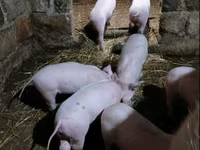 मादा सूअर, Датский ландрас — फ़ोटो 1