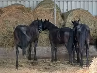 Cheval, Dutch warmblood horse — photo 5