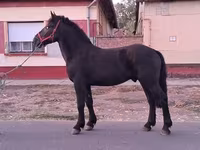 公马, Friesian — 照片 5