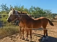 घोड़ी, Haflinger — फ़ोटो 7