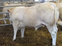 公牛, Blonde d’Aquitane cattle — 照片 2