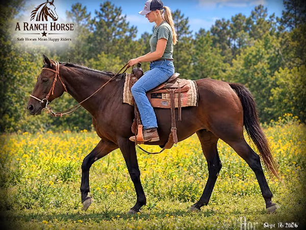 Jument, Quarter Horse