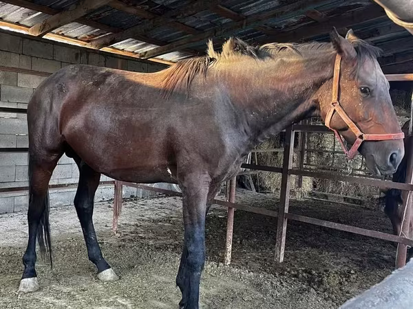 Horse (M), Horses